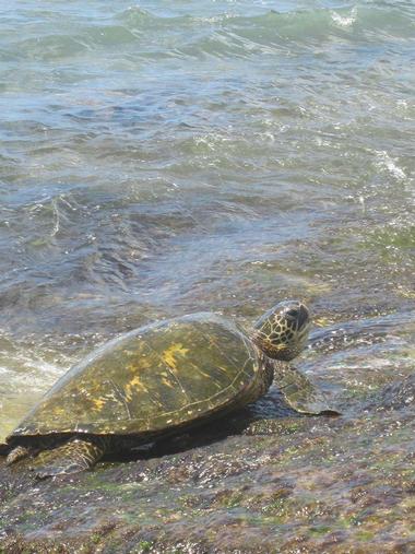 More Programs at Sea Turtle Camp