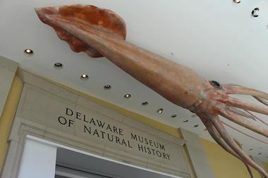 More Attractions