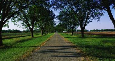 Boone Hall Plantation & Gardens