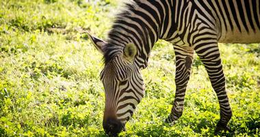 Denver Zoo