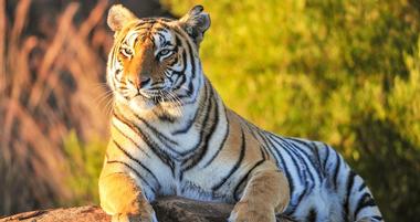 Dickerson Park Zoo