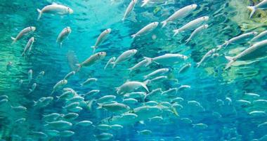 Discovery Cove
