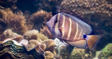 Greater Cleveland Aquarium