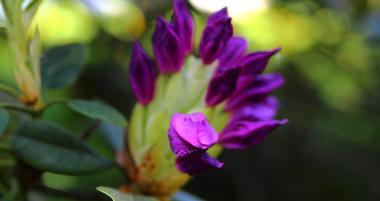 Greater Des Moines Botanical Garden