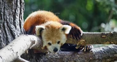 Greenville Zoo