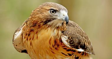 Hawk Ridge Bird Observatory