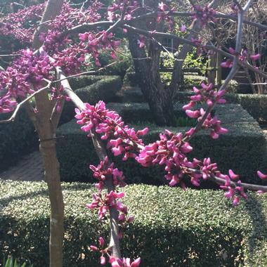 The Gardens