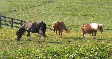 Land of Little Horses