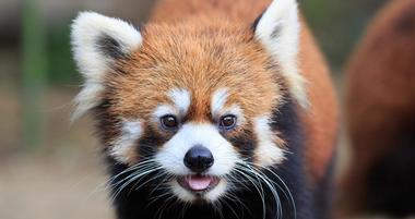 Mill Mountain Zoo