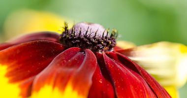 Missouri Botanical Garden