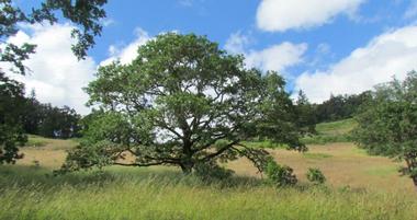 Mount Pisgah Arboretum