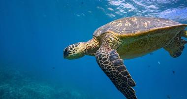 Sea Turtle Camp