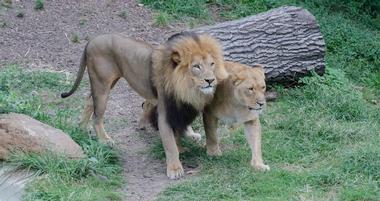St. Louis Zoo