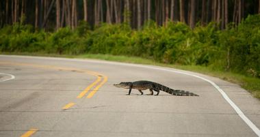 St. Marks National Wildlife Refuge
