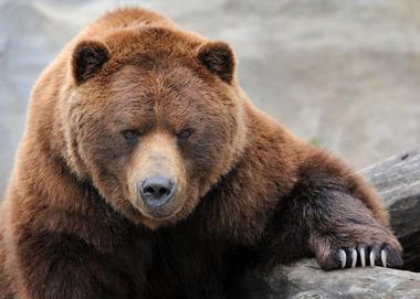 Bears