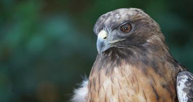 The Center for Birds of Prey