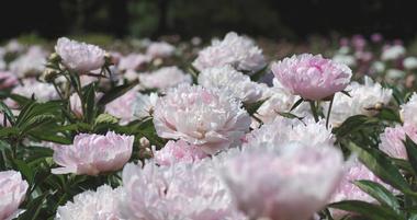 The Gardens on Spring Creek