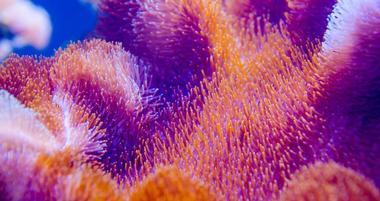 Virgin Islands Coral Reef National Monument