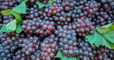 Williamson Wines