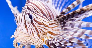 Atlantic City Aquarium