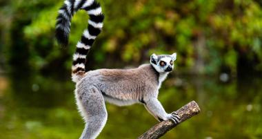Duke Lemur Center