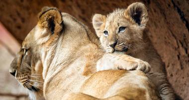 Zoo Atlanta