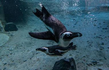 San Diego Zoo Institute for Conservation Research