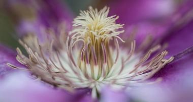 Norfolk Botanical Garden
