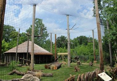 Orangutan Canopy