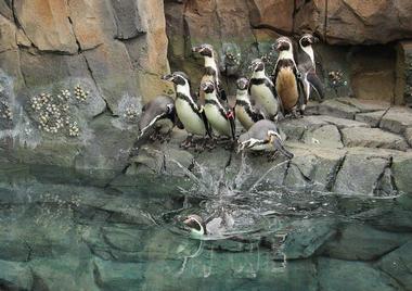 Helzberg Penguin Plaza