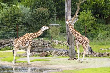 Essay zoo experience new orleans