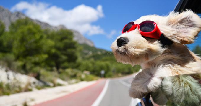 10 Great Pet Friendly Vacations In The United States Vacation Idea