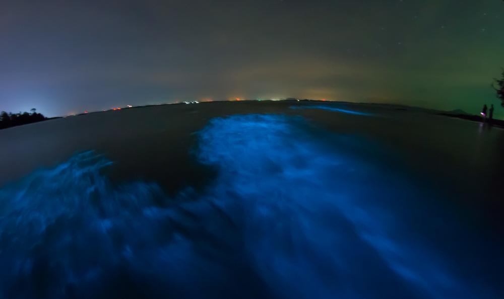Cruise glowing waters and learn about this rare phenomenon with kids.