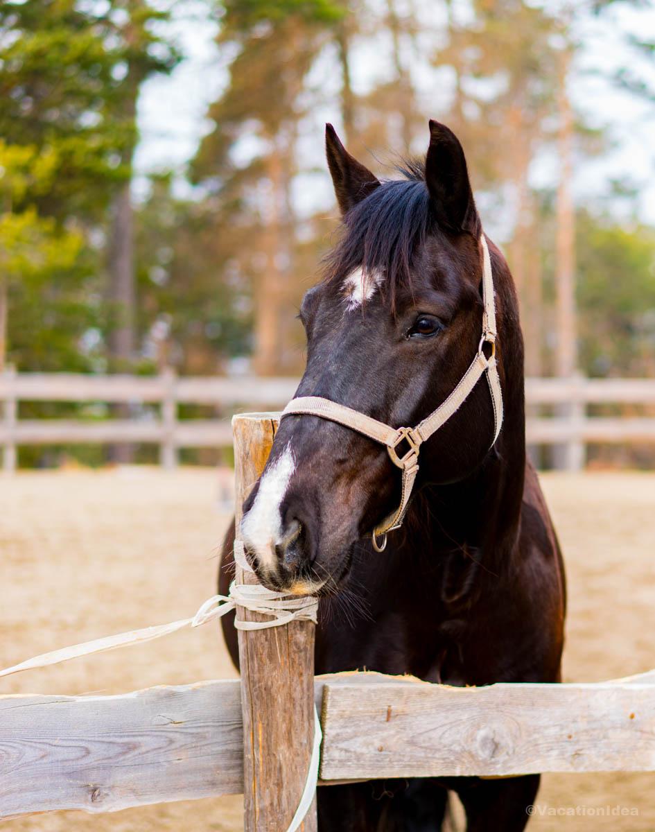 I took this photo of a horse in the fall