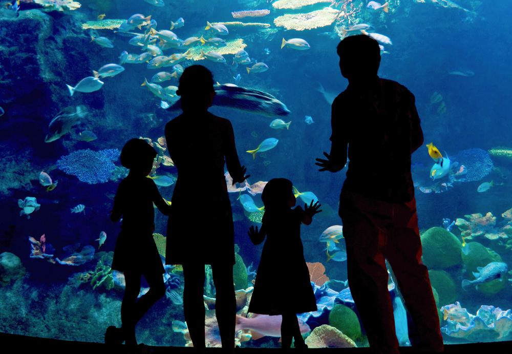 Dive Into Underwater Wonders and Marine Life at Aquarium de Lyon