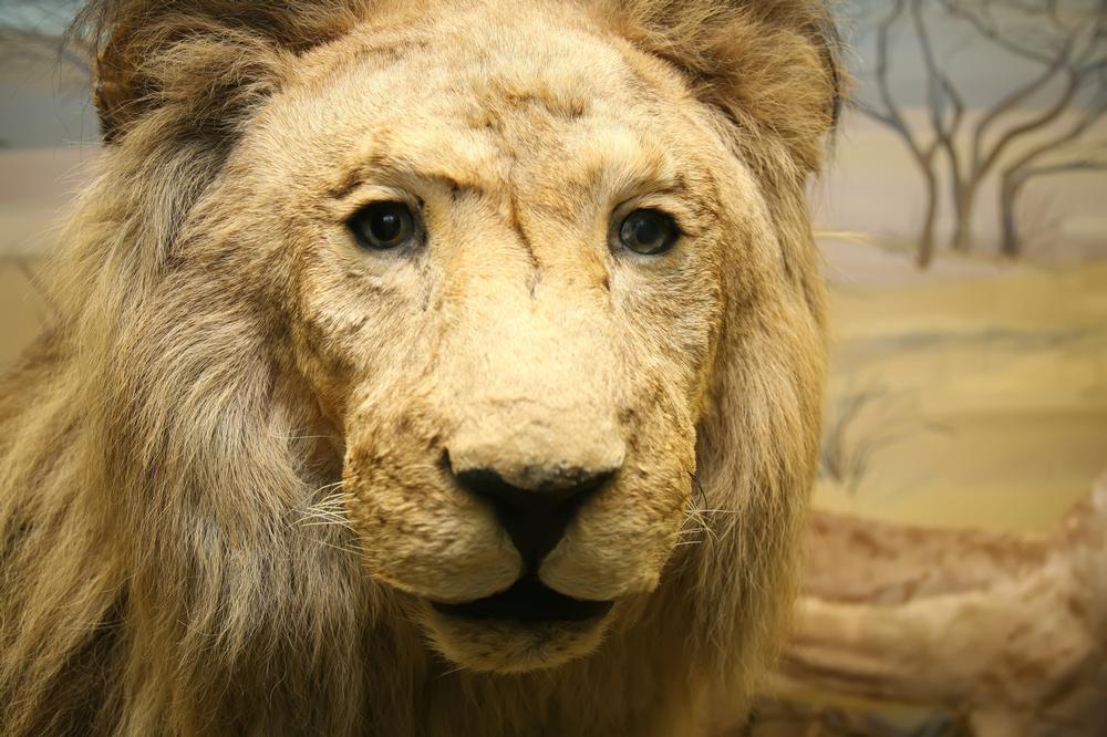 Explore Vietnam’s Biodiversity at the Hanoi Zoological Museum
