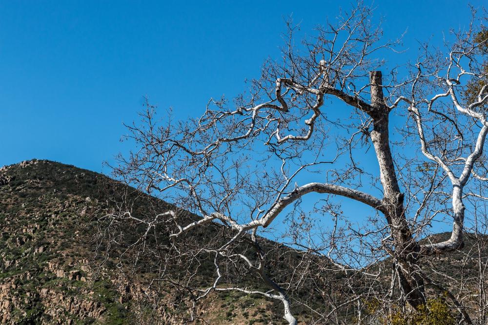 Mission Trails Regional Park | Parks in San Diego