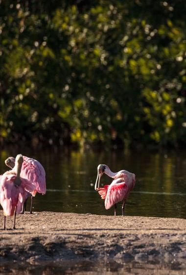 About the Ding Darling Refuge
