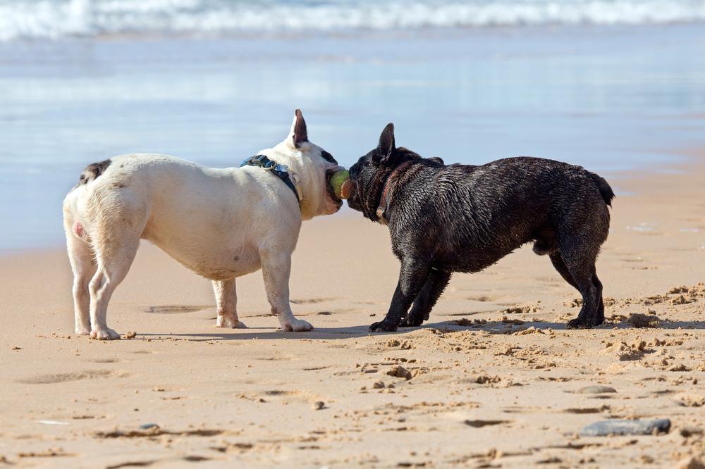 Let dogs play freely and enjoy a fun beach day.