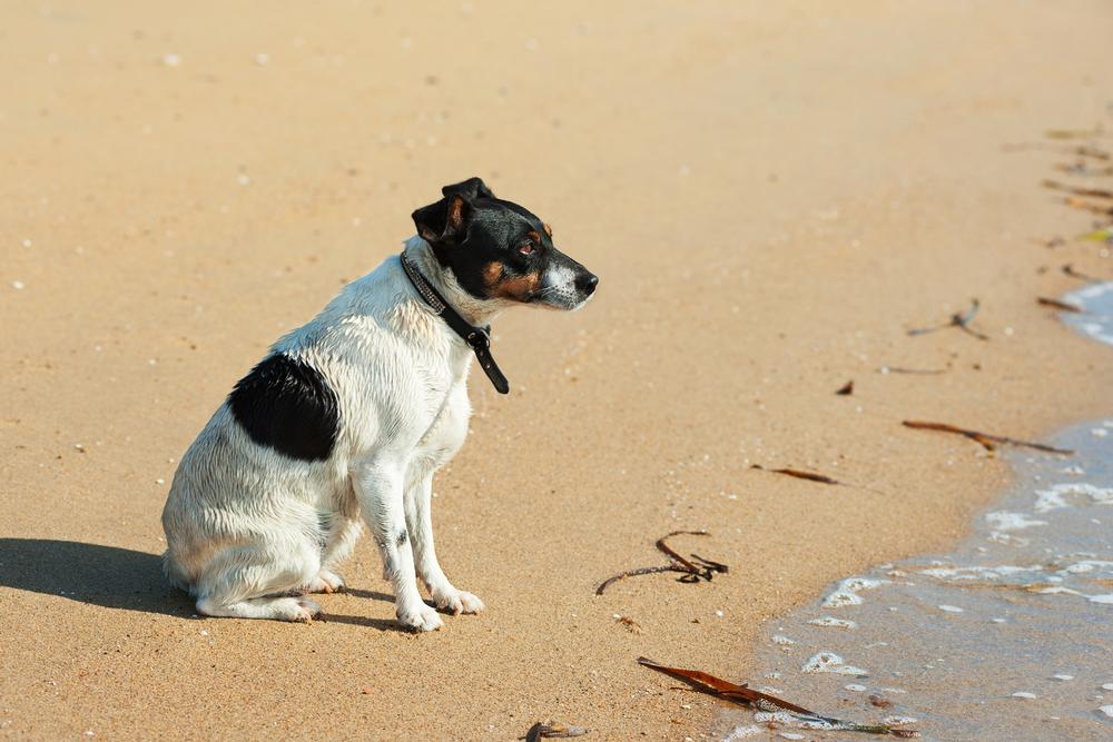 Explore secluded dunes and admire peaceful coastal views.