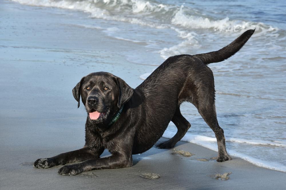 Jupiter Dog Beach - FL - Beaches That Allow Dogs