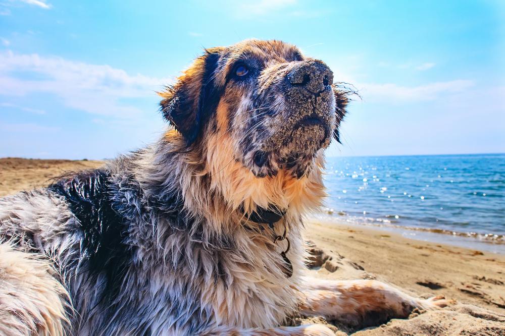 Let pups run free and enjoy a fun family outing by the water.