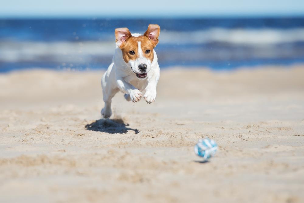 Let dogs splash in calm waters and play off-leash.