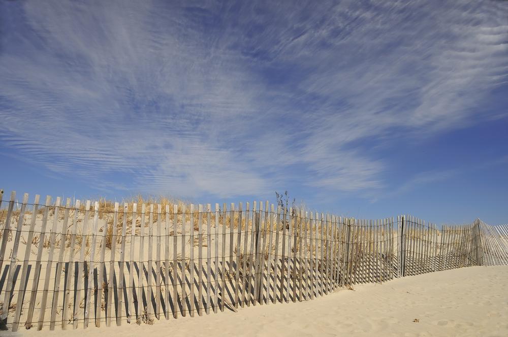 Watch dogs enjoy the sand and play in the waves.
