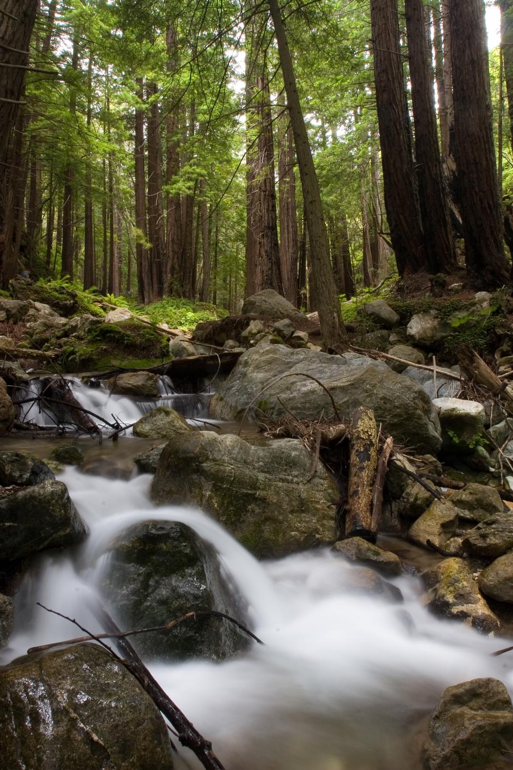 Wander Wooded Paths and Hidden Groves Along the Limekiln Trail