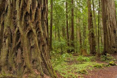 Armstrong Redwood State Reserve | Tourist Attractions in Guerneville, California