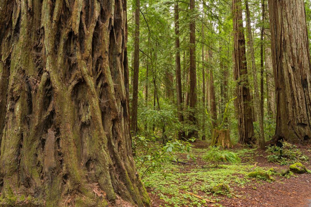 Wander Among Towering Giants at Armstrong Redwood State Reserve
