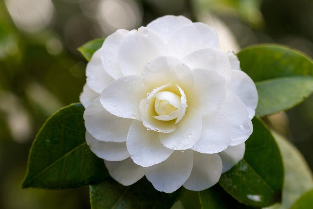 If You Seek Serenity, Stroll Through the San Mateo Japanese Garden