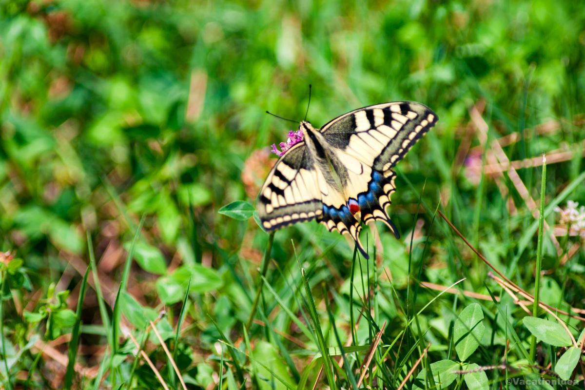 My photo of a butterfly at the Environmental Nature Center