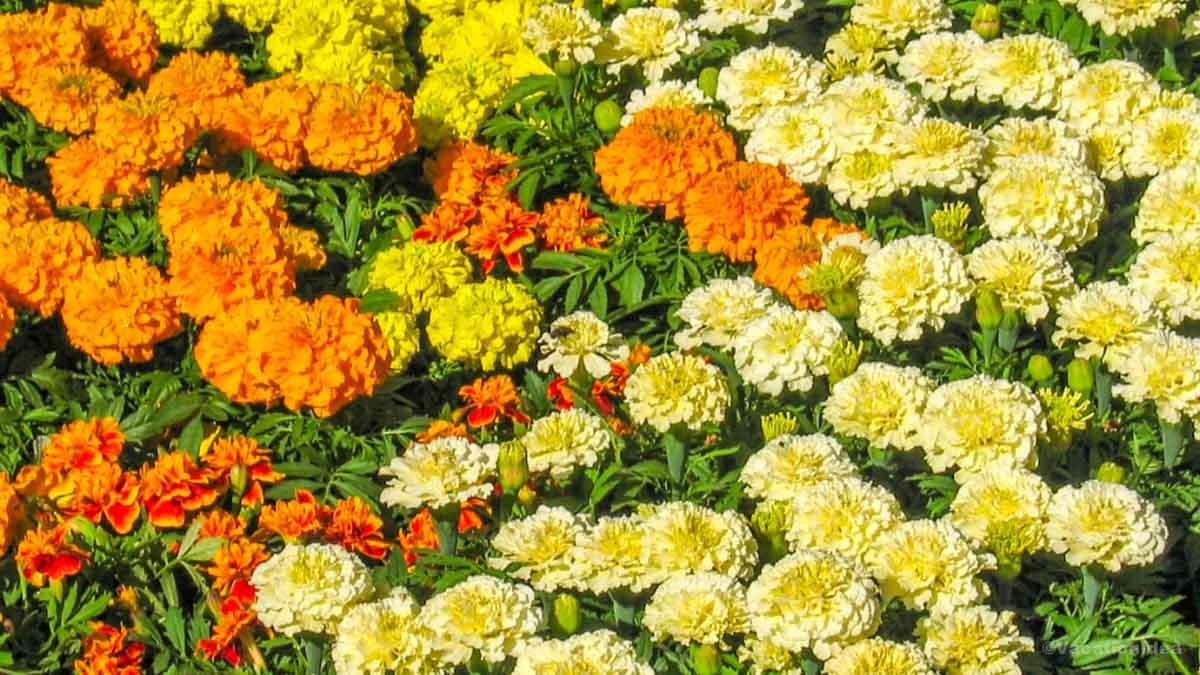 I took this photos of lush spring blooms